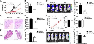 Hirsutella Sinensis Fungus Regulates CD8+ T Cell Exhaustion Through Involvement of T-Bet/Eomes in the Tumor Microenvironment